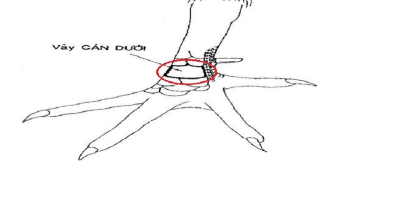 Vị trí vấn cán dưới cựa được đánh giá là không tốt