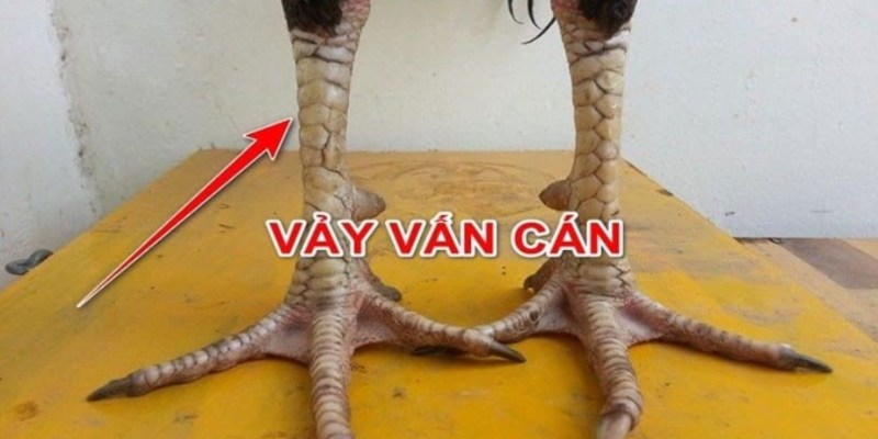 Vảy gà vấn cán